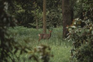 Die Wege der Rehe gehen