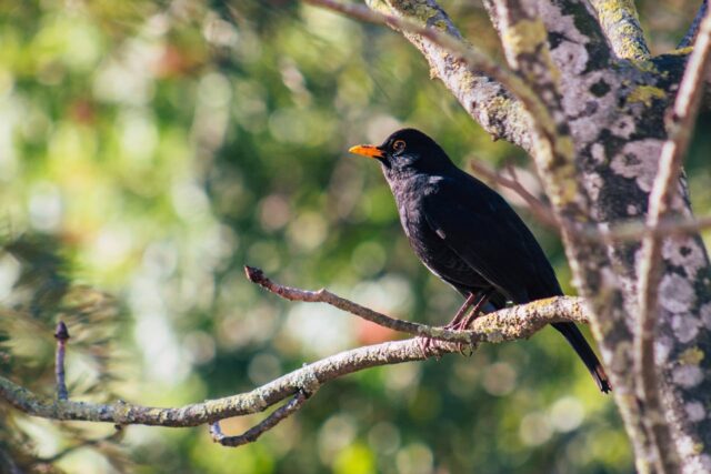 amsel